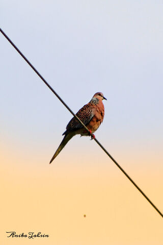 Serenity on a Wire: The Resting Dove