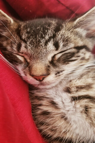 Dreamy Whiskers 💤🐾