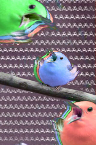 Chirps of Chaos: The Colorful Outburst