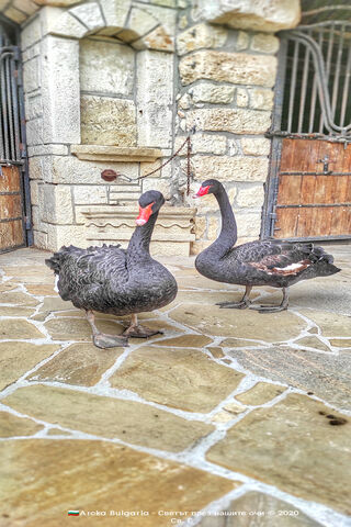 Elegant Swans: A Stroll by the Stone Gate