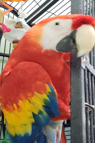 Scarlet Macaw Parrot