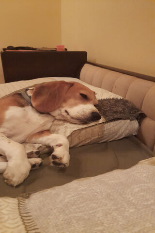 Dreamy Doggo Moments 💤🐶