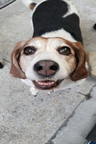 Joyful Canine Companion 🐶✨