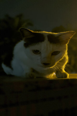 Mystery of the Si Comot Cat 🐾🌙