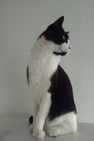 Tuxedo Cat