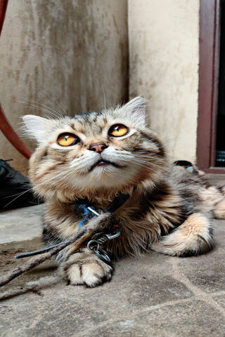 Wildcat Whiskers: The Fierce Feline