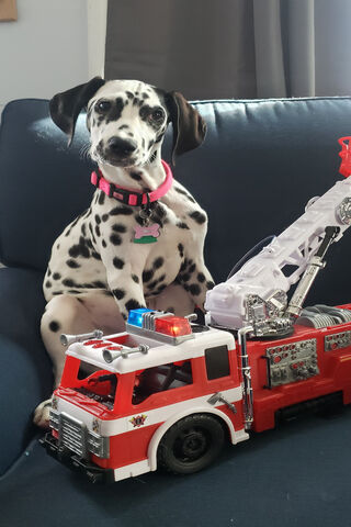 Paws and Dreams: A Future Firefighter