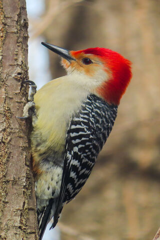 The Dazzling Woodpecker: Nature's Drummer 🎶🌳