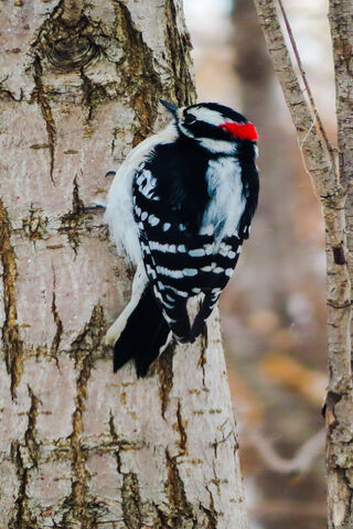 The Dapper Woodpecker: Nature's Drummer 🎶🐦