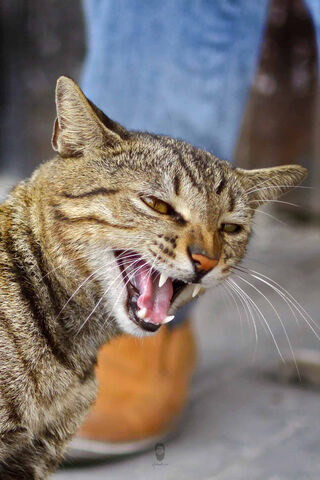 Fierce and Fabulous: The Wild Cat Encounter 🐾