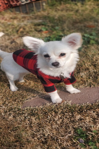 Festive Furry Friend 🎄🐾