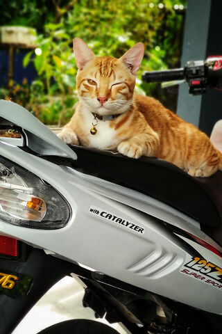 The Purr-fect Ride: 125zr Cat Companion 🐾🏍️