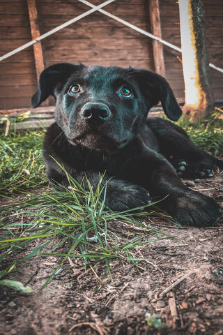 Apollo: The Playful Pup of the Cosmos 🌌🐾