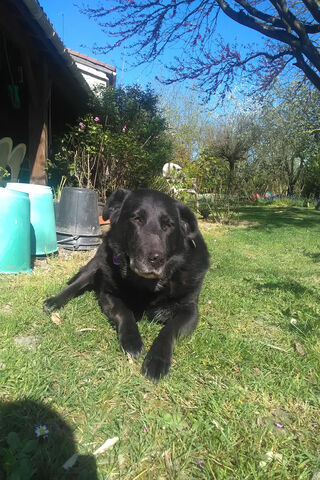 Sunny Days with a Loyal Friend ☀️🐾