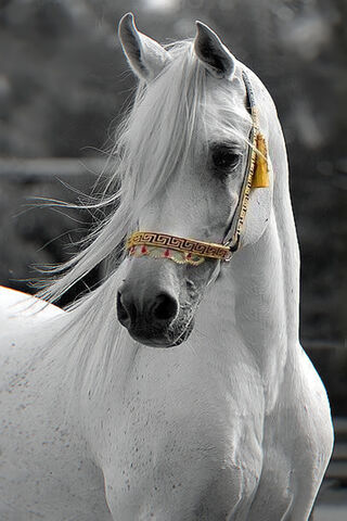 Kuda Arab