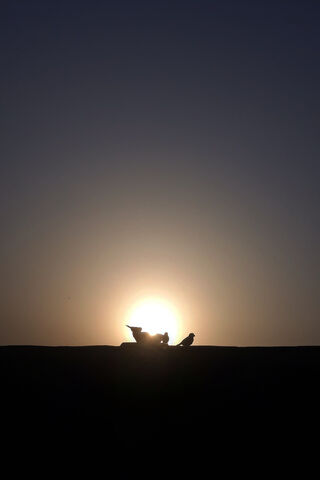 Sunset Serenade: Birds in Silhouette 🌅🐦