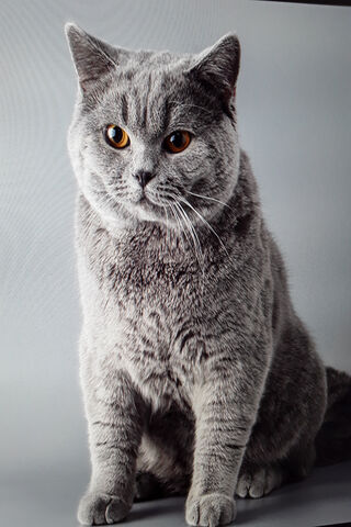 Charming British Blue: The Feline Royalty 🐾✨