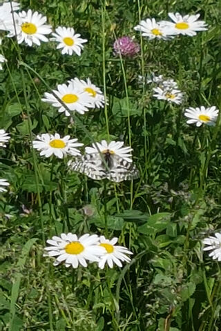 Whimsical Dance of Nature: Butterflies and Daisies 🦋🌼