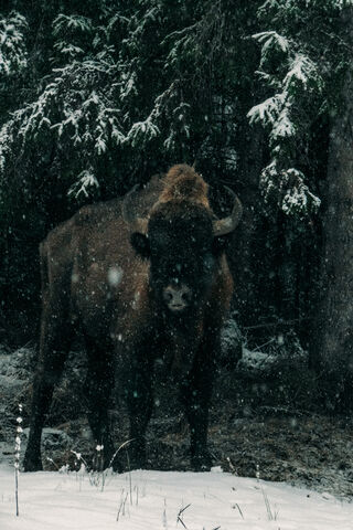 Majestic Bison in a Winter Wonderland ❄️🐂