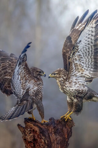 United in Flight: The Bond of Raptors 🦅✨