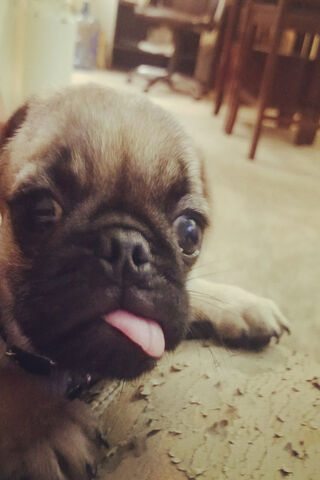 Adorable Baby Pug: The Cutest Little Companion! 🐾❤️