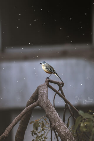 Winter's Feathered Friend ❄️🐦