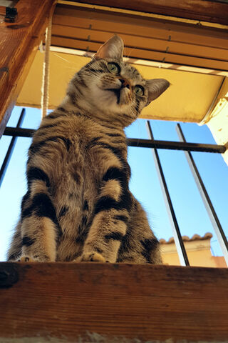 Curious Cat Gazing at the World 🌍🐾