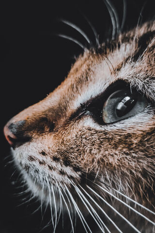 The Enigmatic Gaze of Wild Cats 🐾