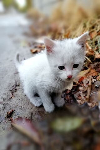 Whiskers in the Wild: A Curious Kitten Adventure 🐾