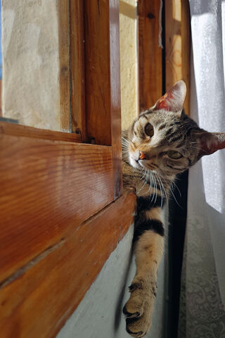Curious Cat Peeking Through the Window 🐾