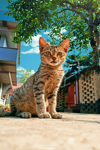 Sunny Stroll: The Curious Cat 🌞🐾