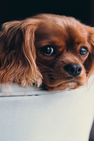 Adorable Pup with Big Dreams 🐶✨