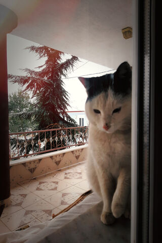 Curious Cat by the Window 🐾