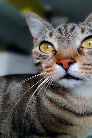 Curious Whiskers: The Cat Chronicles 🐾