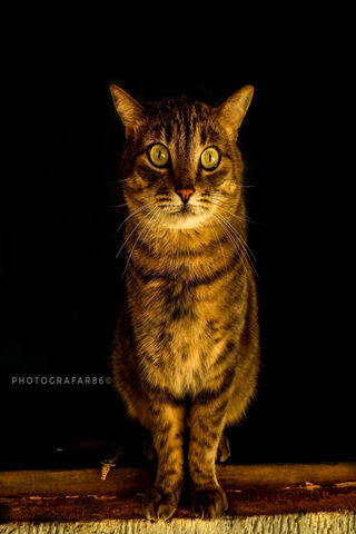 Mystical Gaze: The Enigmatic Cat 🐾✨