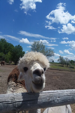 Caputa Alpaca: The Fluffy Charm of the Farm! 🦙☁️