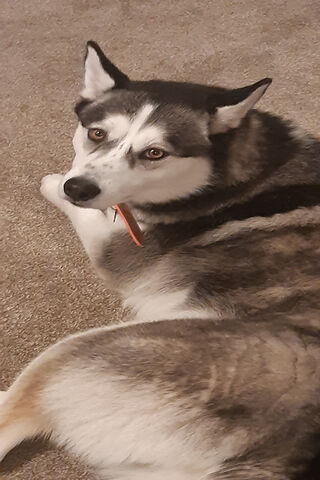 Adorable Husky Relaxing at Home 🐾