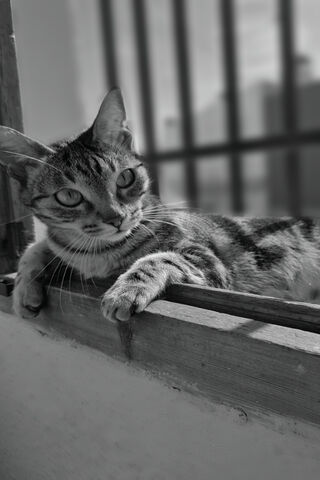 Charming Whiskers: A Cat's Daydream