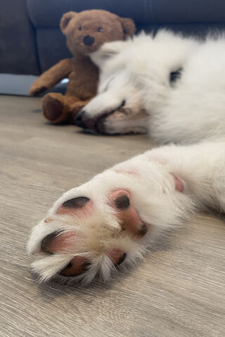 Paws and Cuddles: A Cozy Moment 🐾❤️