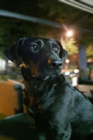 Charming Serbian Canine Companion 🐾