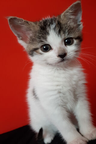 Freya: The Playful Purrfection 🐾