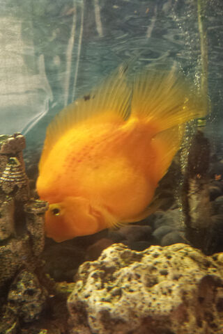 Golden Wonders: The Enchanting Goldfish 🐠✨