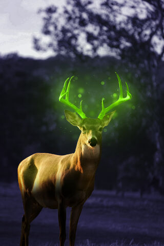 Glow Deer