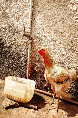 Galinha Chiken: The Rustic Charm of Farm Life 🐔🌾