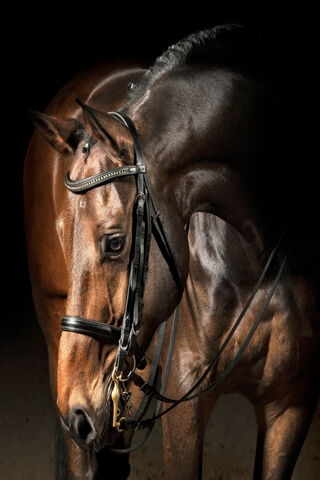 Majestic Equine Elegance