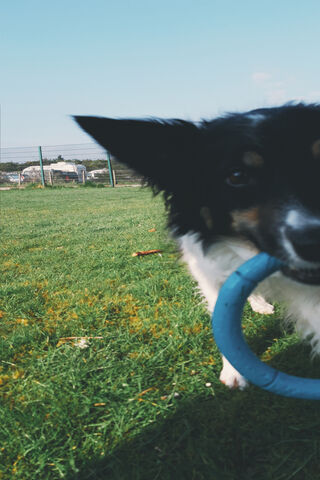 Jess The Collie