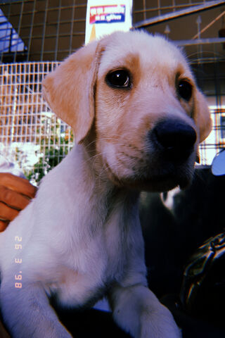 Adorable Labrador Pup: A Bundle of Joy! 🐾
