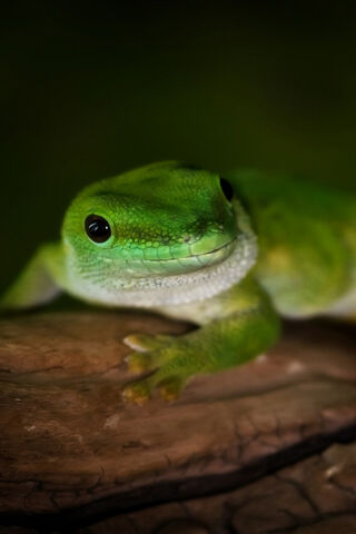 Lively Green Guardian 🦎✨