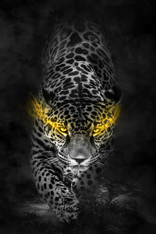 Leopard