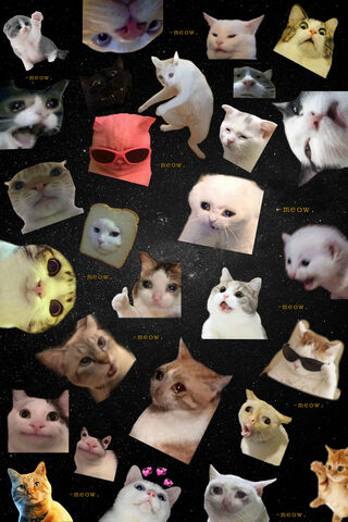 Meow-tastic Cat Collage! 🐾😻